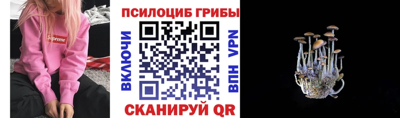 Псилоцибиновые грибы Psilocybe  цена   Мирный 
